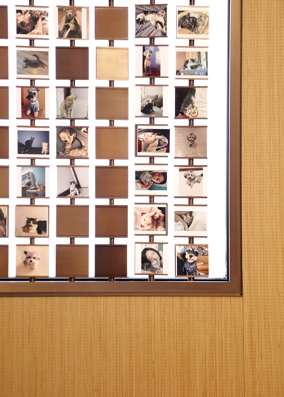 companion heytea pet friendly theme store china by und design studio