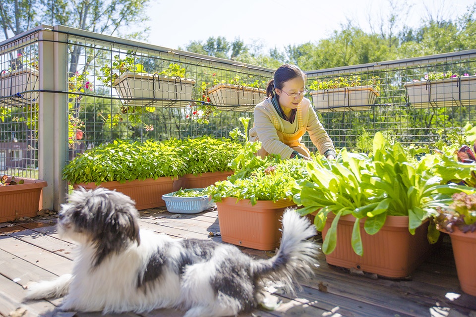 gooood archive Urban Agriculture