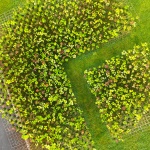 苔藓球森林，费城 / Nomad Studio