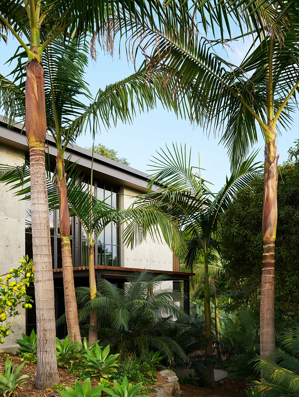 Hollywood Hills House by Mutuus Studio