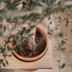 Osteria Betulla Restaurant by DA bureau