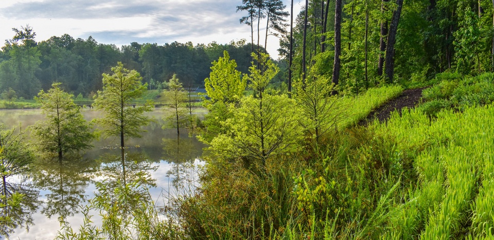 2021 asla Duke University Water Reclamation Pond Nelson Byrd Woltz Landscape Architects