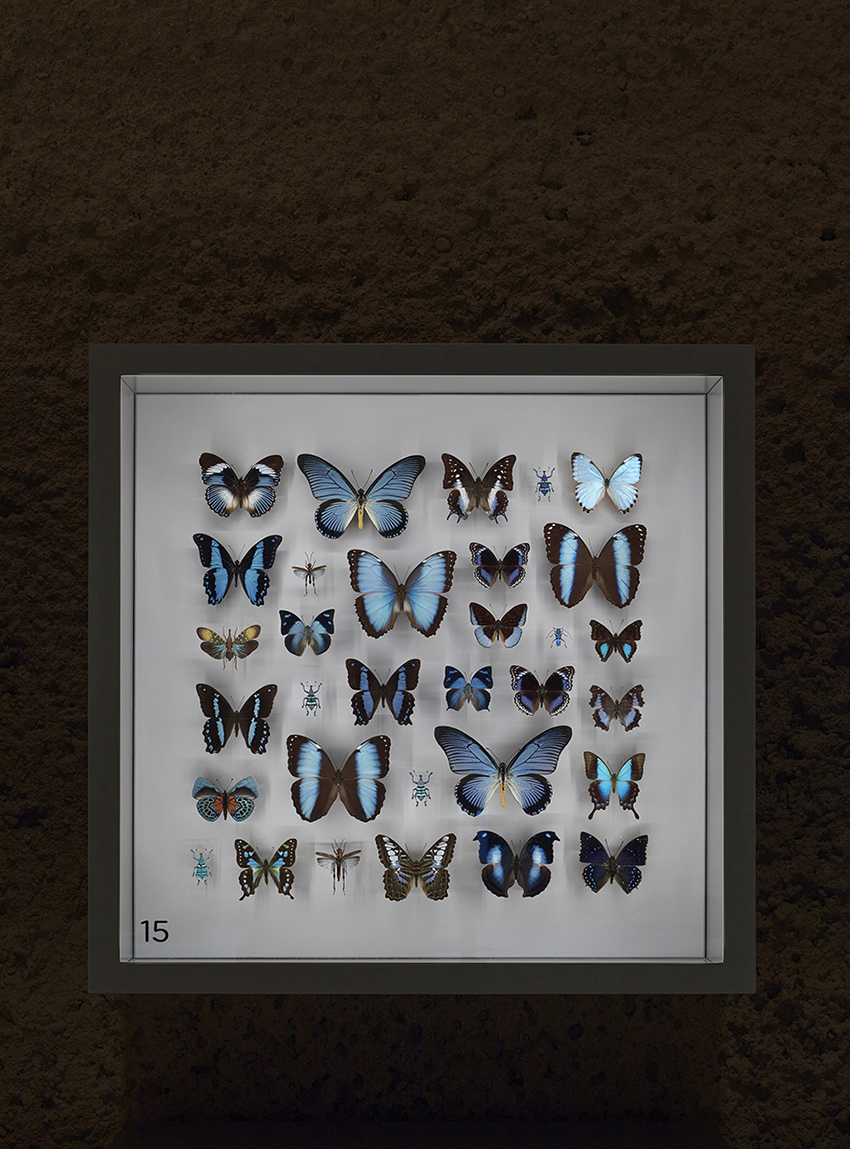 new montreal insectarium by kuehn malvezzi 1