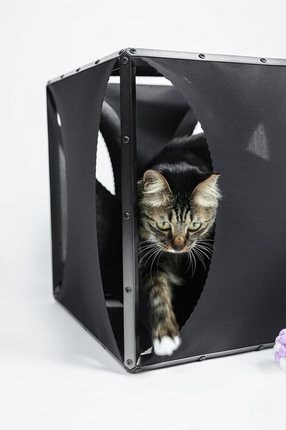cat cubic series by lei du