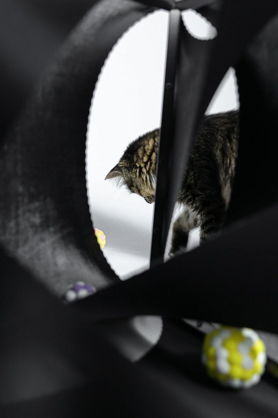 cat cubic series by lei du