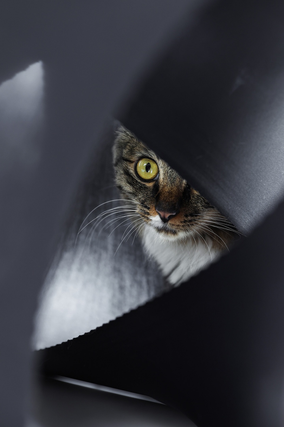 cat cubic series by lei du