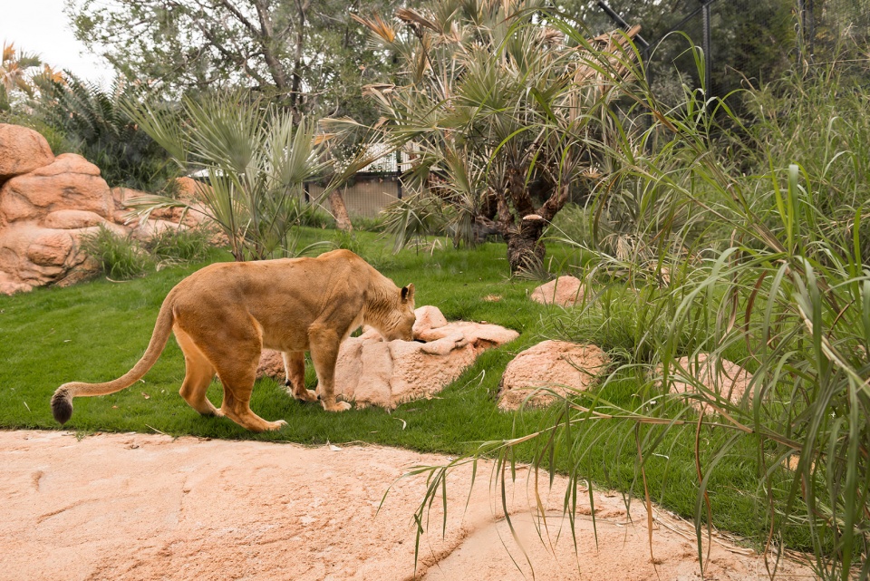 perth zoo lion exhibit australia by iredale pedersen hook