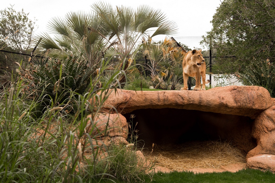 perth zoo lion exhibit australia by iredale pedersen hook