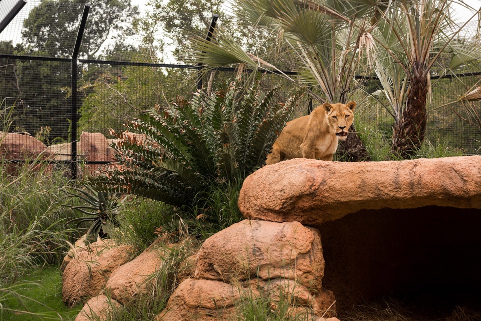 perth zoo lion exhibit australia by iredale pedersen hook