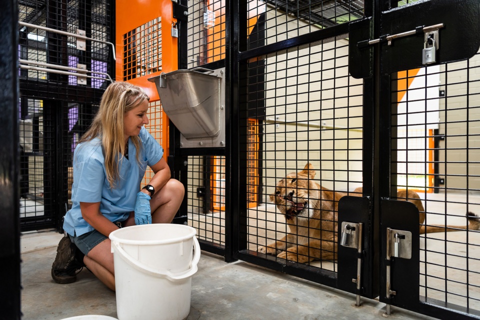 perth zoo lion exhibit australia by iredale pedersen hook