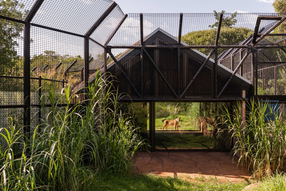 perth zoo lion exhibit australia by iredale pedersen hook