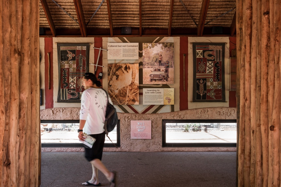 perth zoo lion exhibit australia by iredale pedersen hook