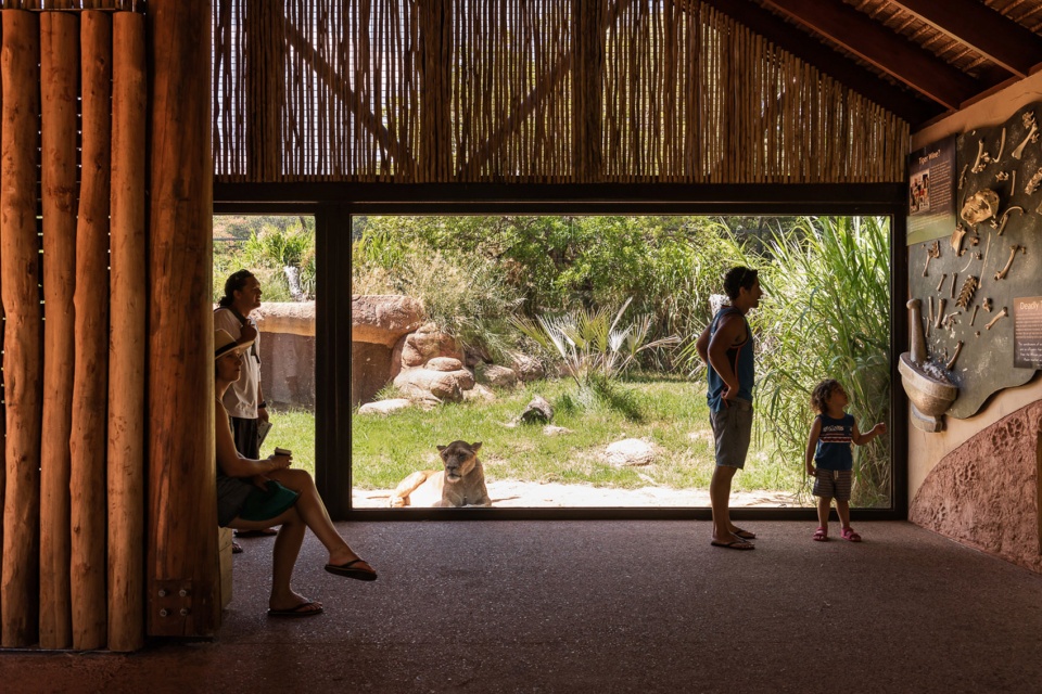 perth zoo lion exhibit australia by iredale pedersen hook