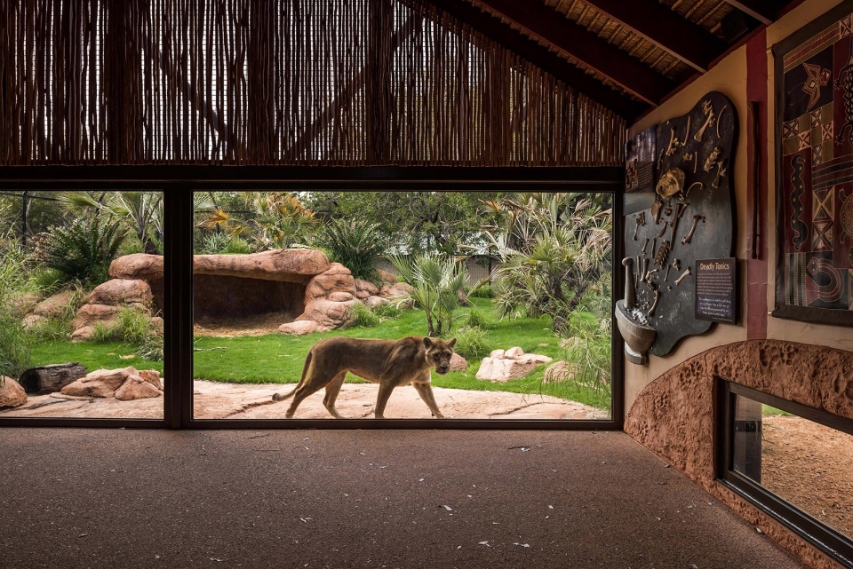 perth zoo lion exhibit australia by iredale pedersen hook