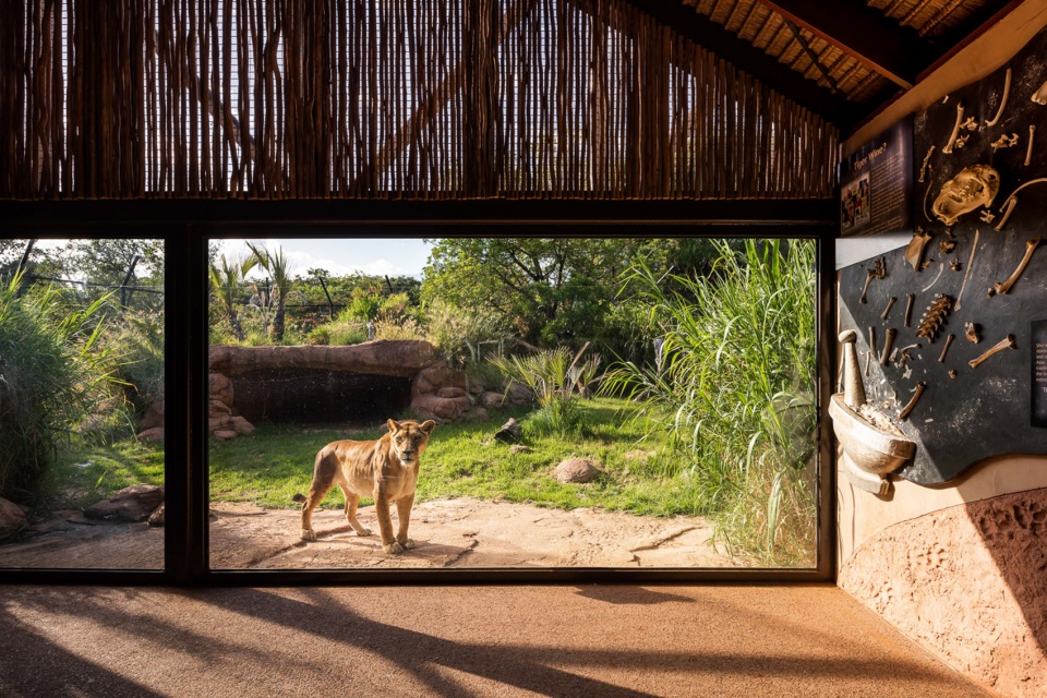 perth zoo lion exhibit australia by iredale pedersen hook