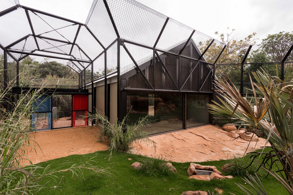 perth zoo lion exhibit australia by iredale pedersen hook