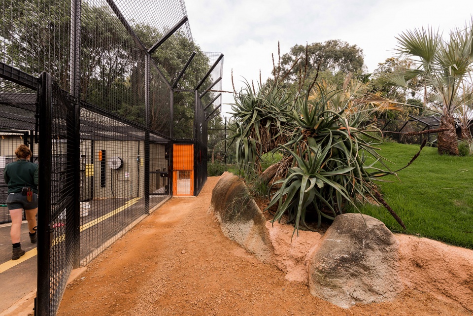 perth zoo lion exhibit australia by iredale pedersen hook