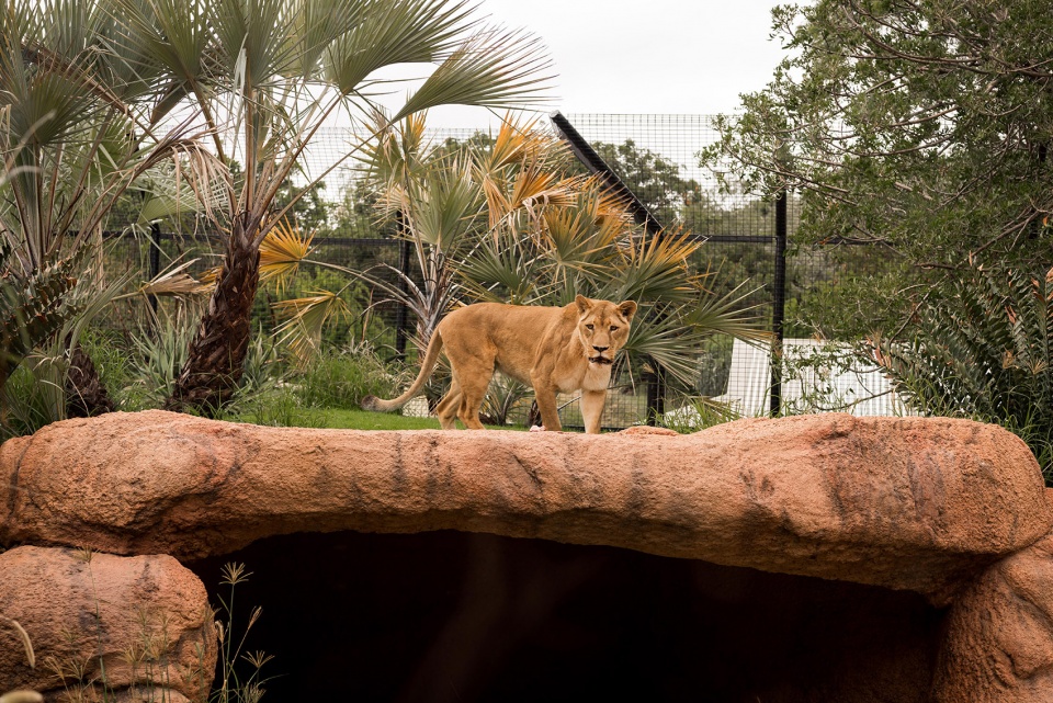 perth zoo lion exhibit australia by iredale pedersen hook