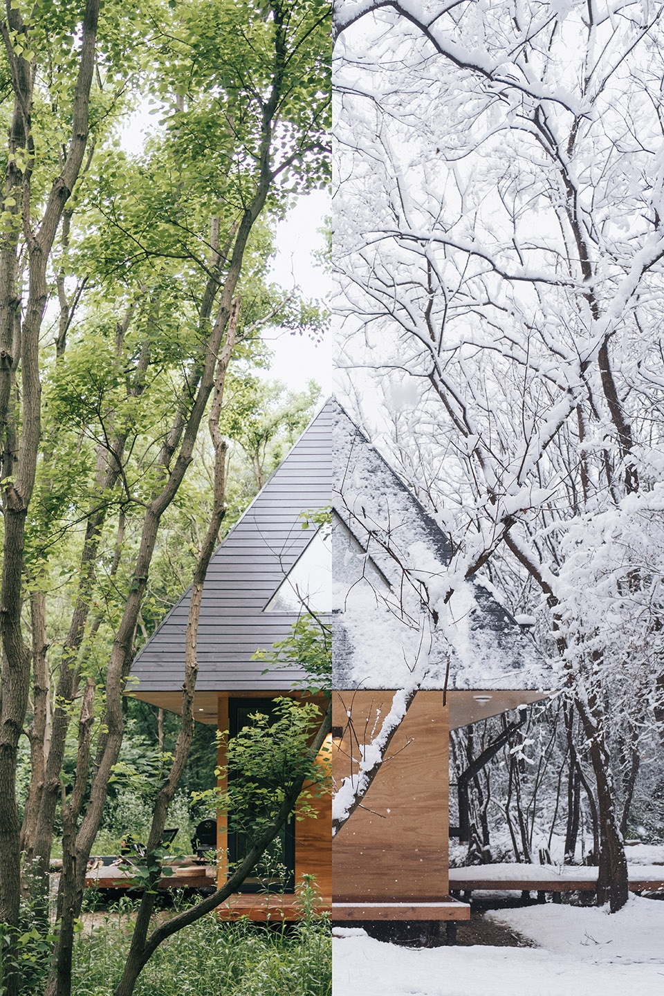 Wild Home Wiki World