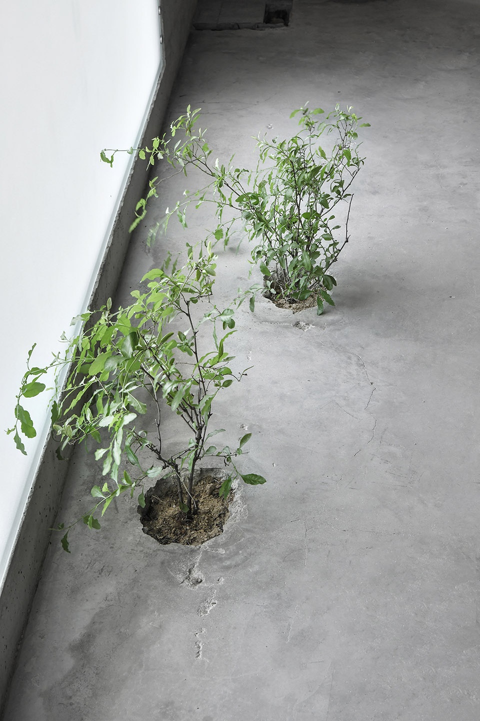 linsheng studio xiamen by devolution