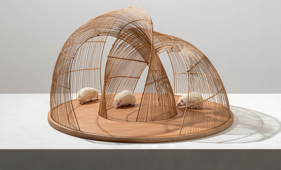 hedgehogs dilemma by mars studio