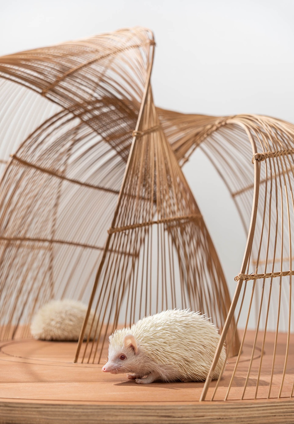 hedgehogs dilemma by mars studio