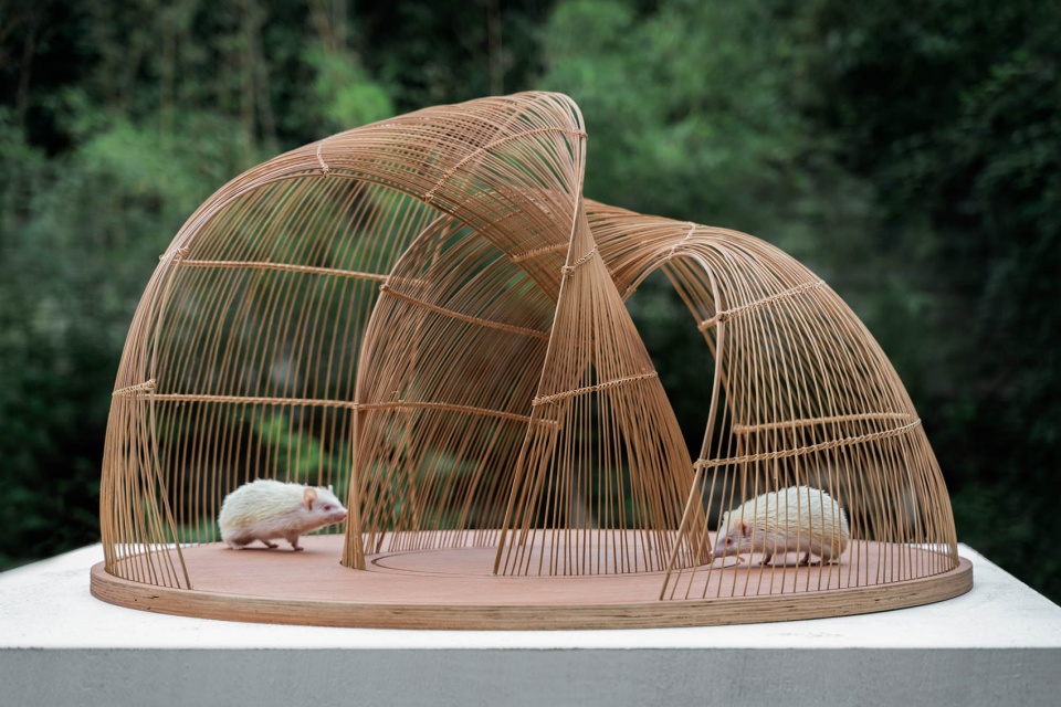 hedgehogs dilemma by mars studio