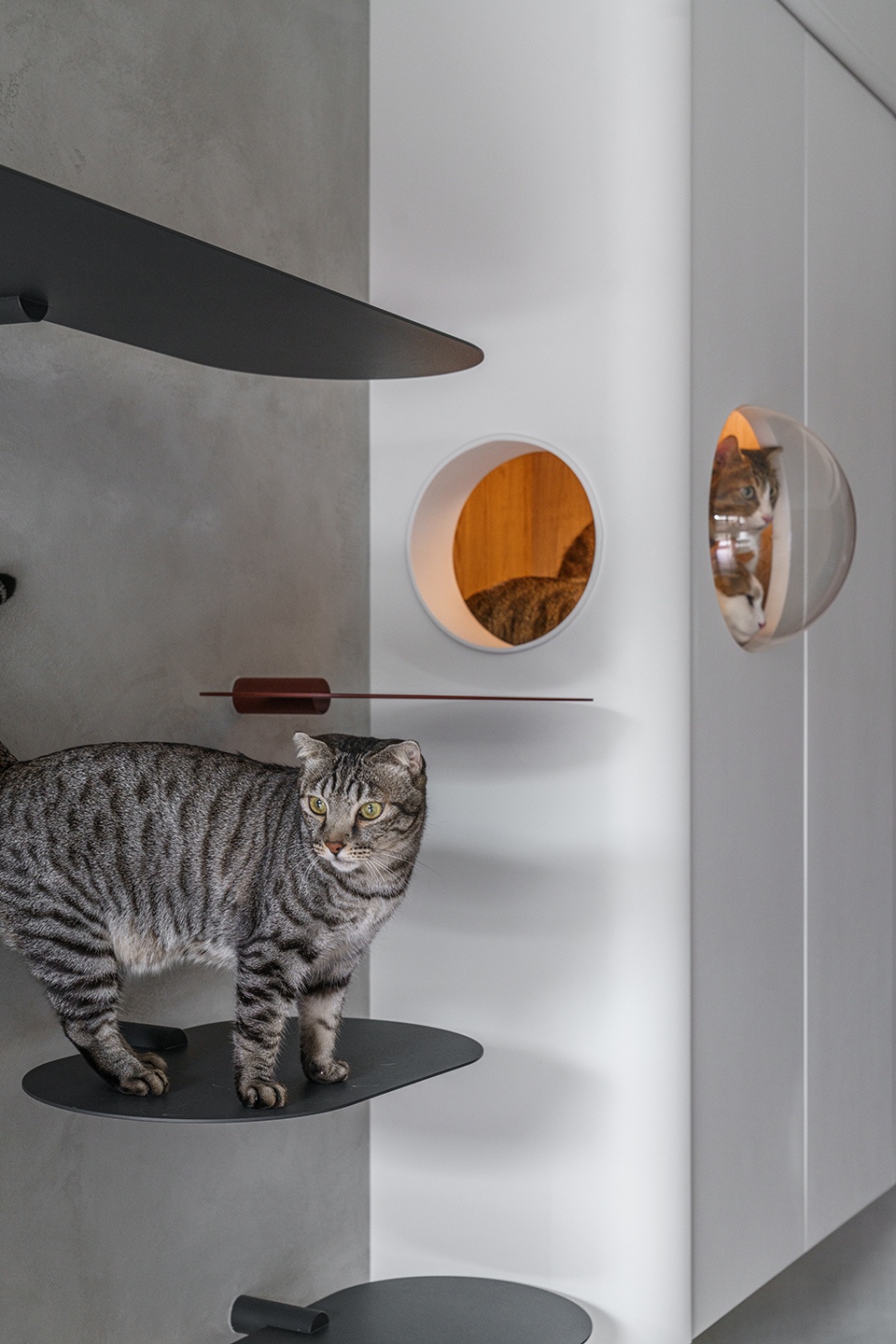 a path amongst cats residence by aoda interiordesign