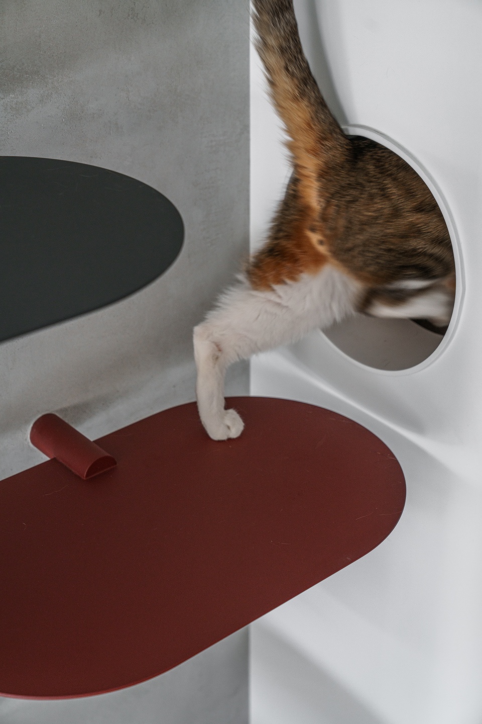 a path amongst cats residence by aoda interiordesign