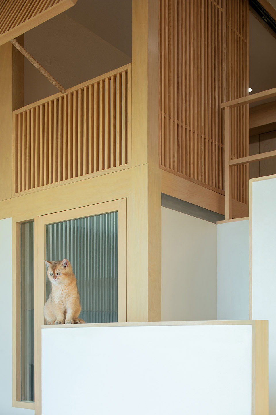 home for a girl and six cats residential unit design by jiejie studio