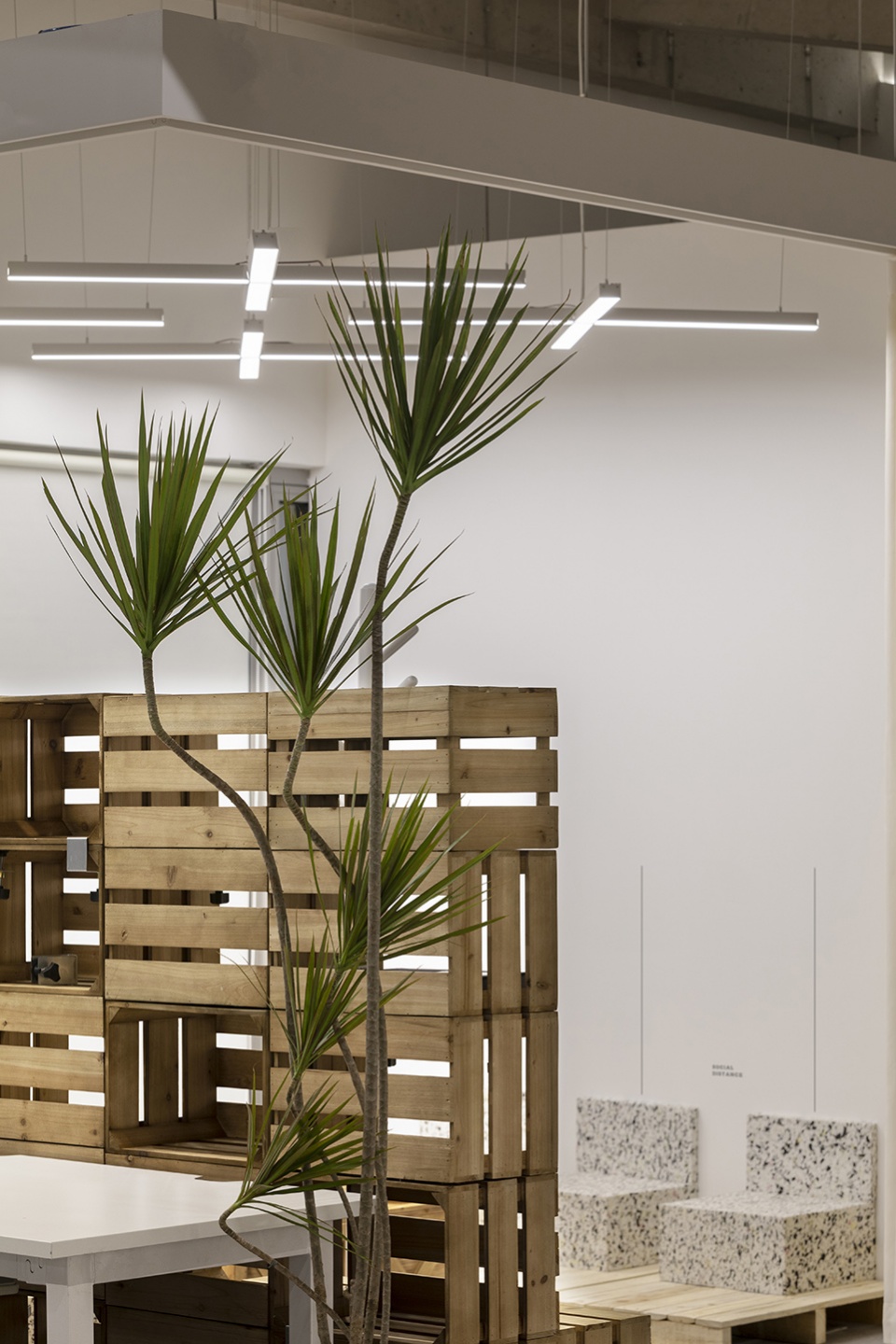 ollie workplace interior design by within beyond studio