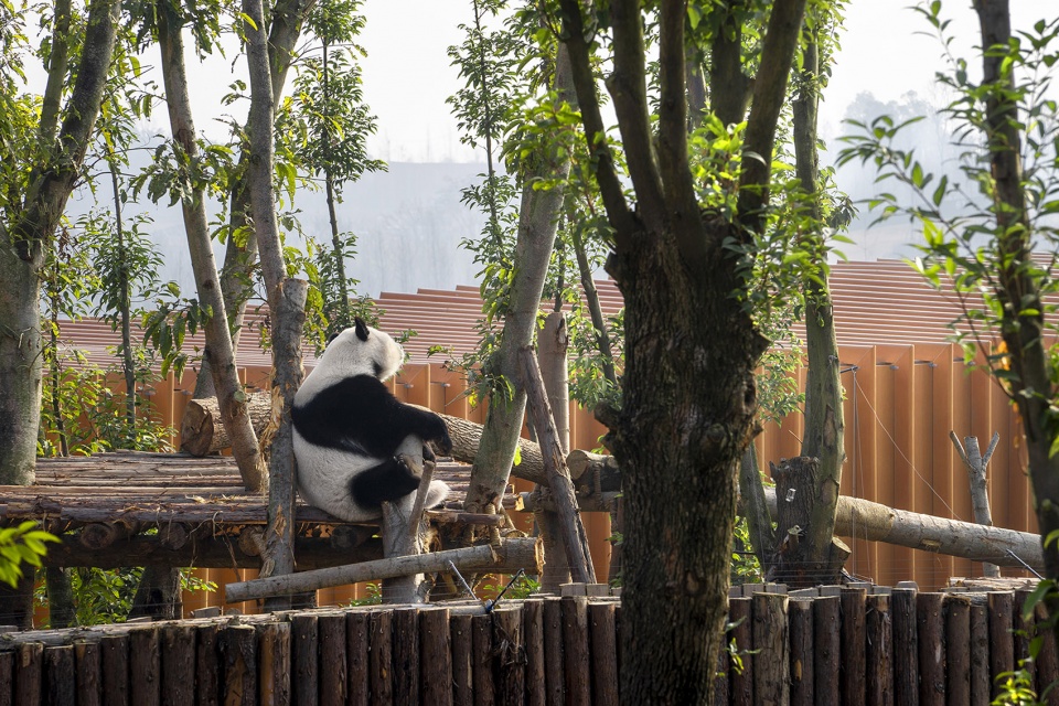 the panda pavilions in chengdu by atelier ping jiang eid arch