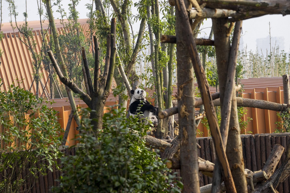 the panda pavilions in chengdu by atelier ping jiang eid arch
