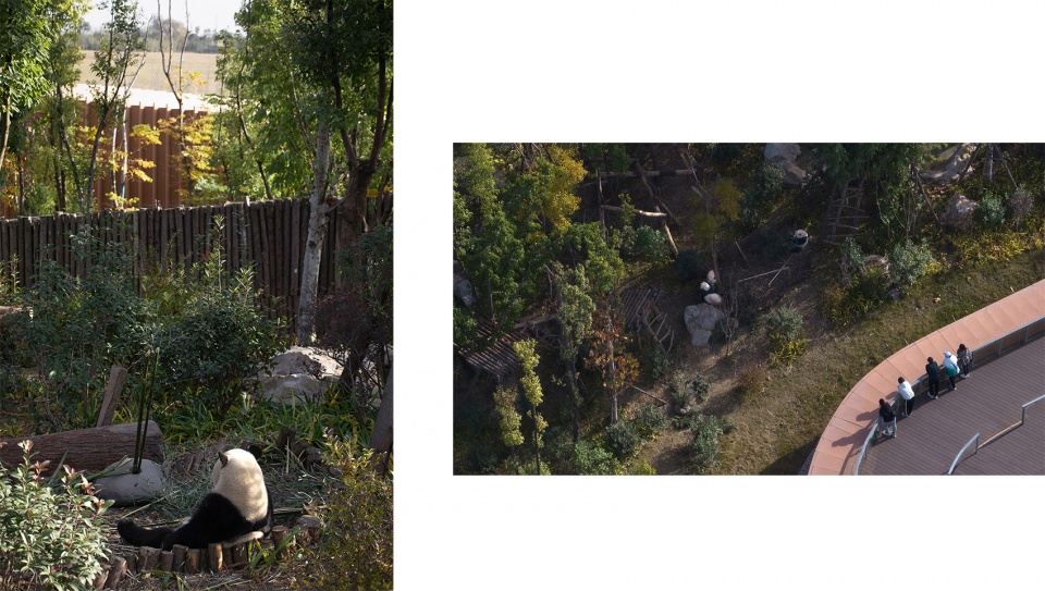 the panda pavilions in chengdu by atelier ping jiang eid arch