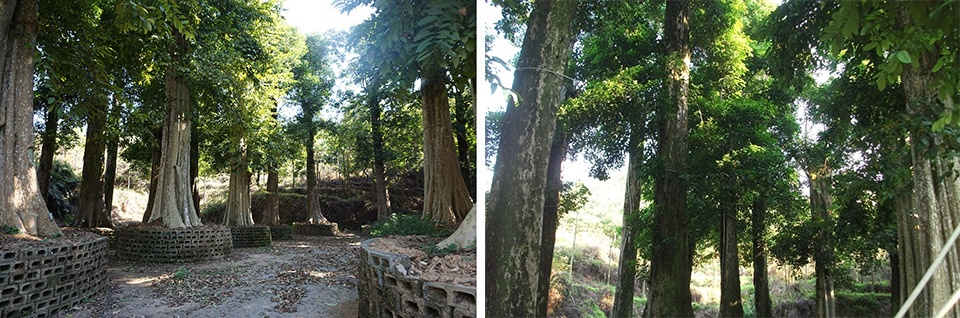 Millennium ancient tree garden of Kaisen the Mysterious Forest by Yoshiki Toda Landscape Architect 拷贝
