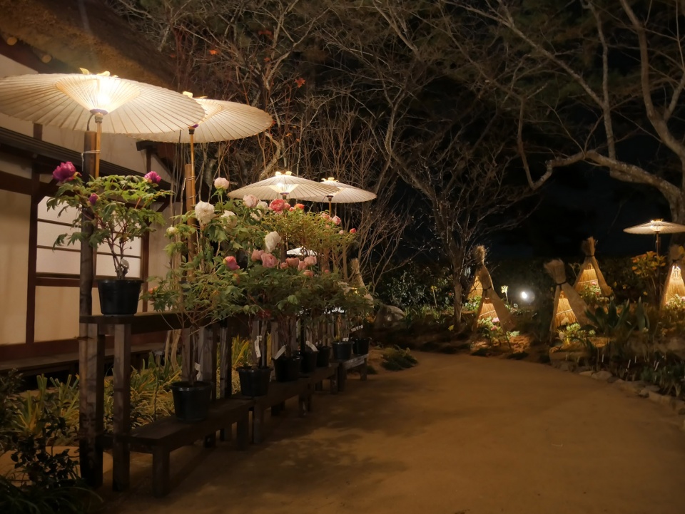 peony garden of tokiwa park by yoshiki toda landscape architecture