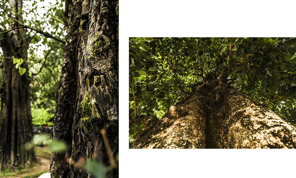 Millennium ancient tree garden of Kaisen the Mysterious Forest by Yoshiki Toda Landscape Architect 拷贝