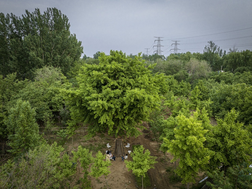 bamboo installation tree of life by uk studio