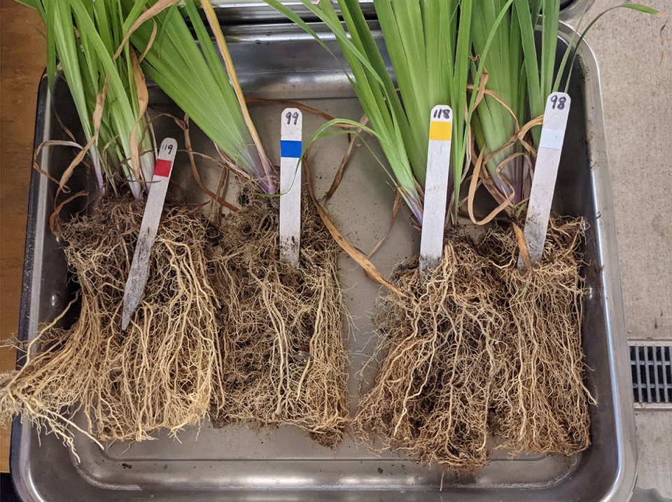 2022 asla research award of honor soilless soils olin