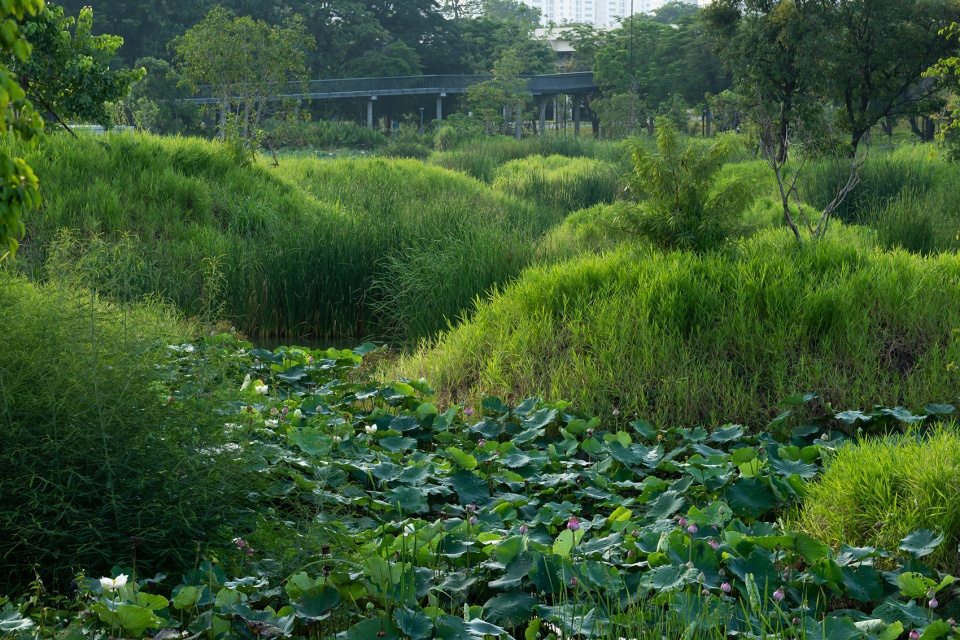 benjakitti forest park by arsomsilp community and environmental architect co ltd