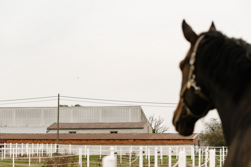 horse house wiercinski studio 19