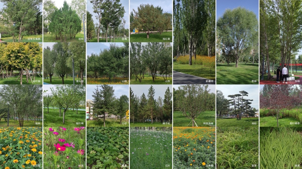 植物列表©PLAT ASIA ordos smart sports park by plat asia