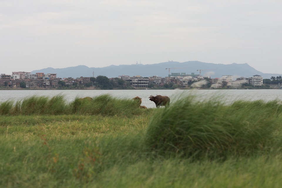 平沙岛村口蚕房 广东南海大地艺术节 木月建筑设计事务所