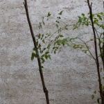 周家二小姐的菜，无锡 / 欧阳跳建筑设计