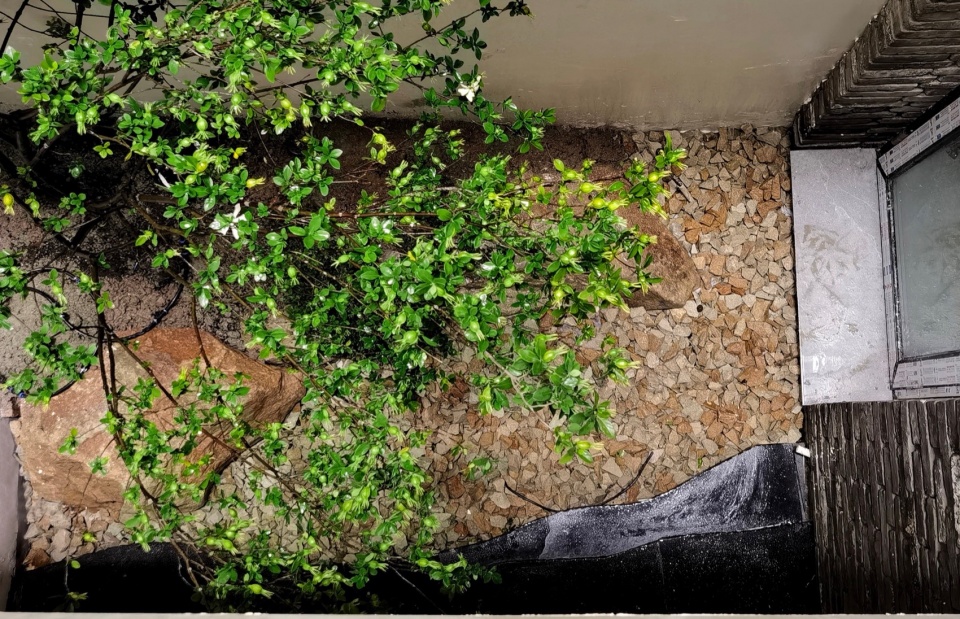 shanghai taohuayuan courtyard design by wuyanzhai gardening030陈皓