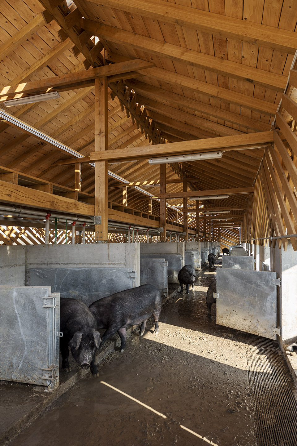 black slavonian eco pig farm by skrozdoo