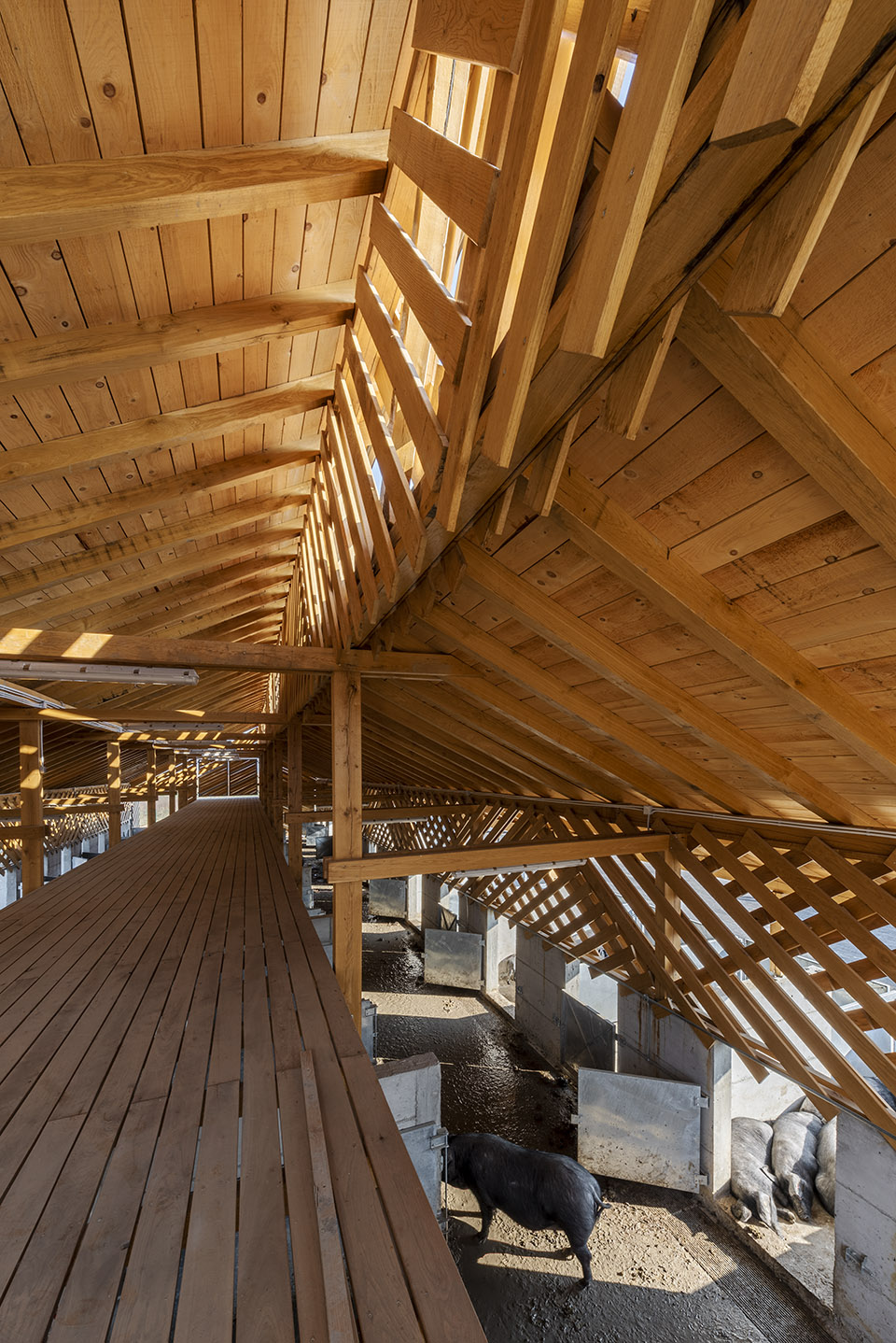 black slavonian eco pig farm by skrozdoo