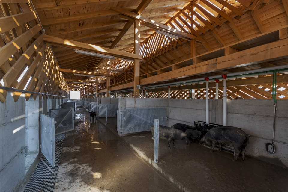 black slavonian eco pig farm by skrozdoo