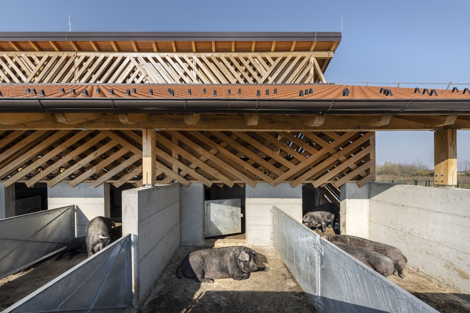 black slavonian eco pig farm by skrozdoo