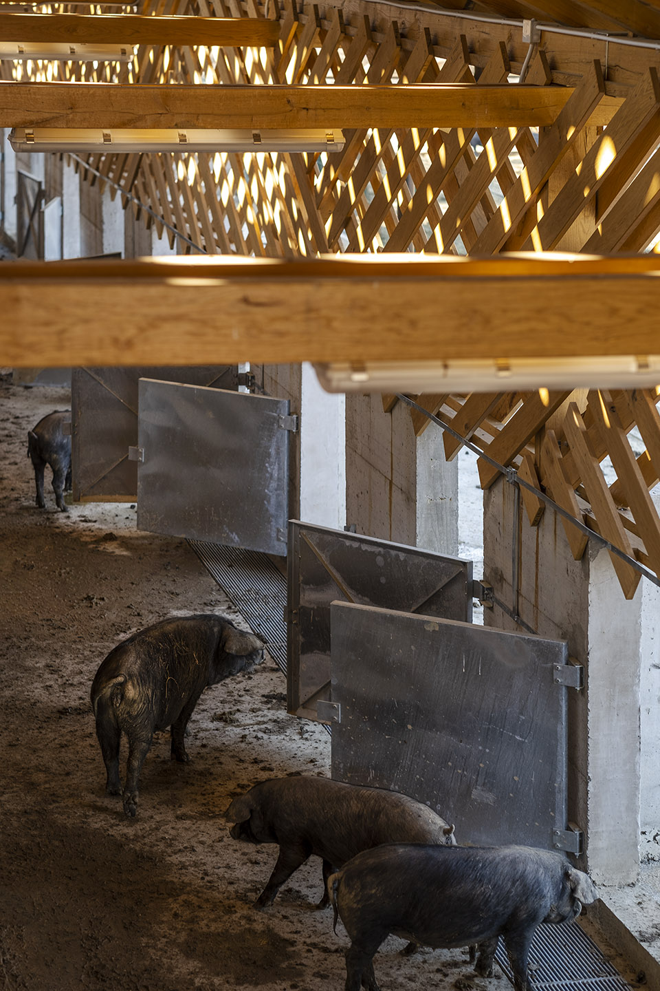 black slavonian eco pig farm by skrozdoo